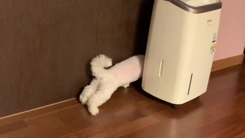 Bichon Frise - Why are you trying to get in there?