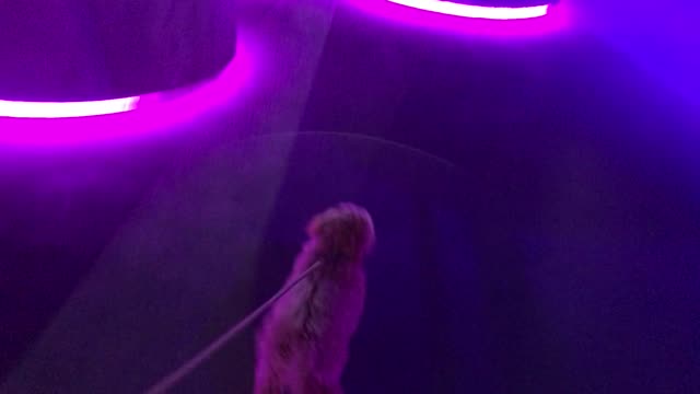 Walking my dog at night