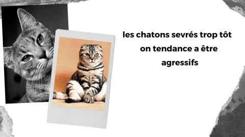 CONSEILLE POUR ÉLEVÉE UN CHAT