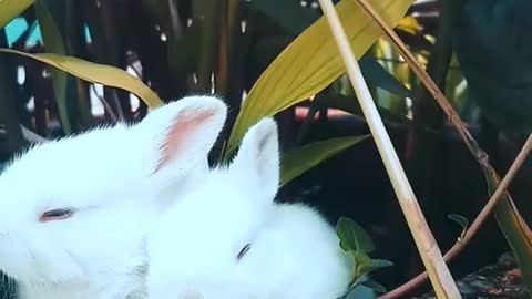 Beautiful rabbits like babys ❣️