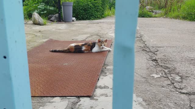 A cute cat is lying leisurely on the road.