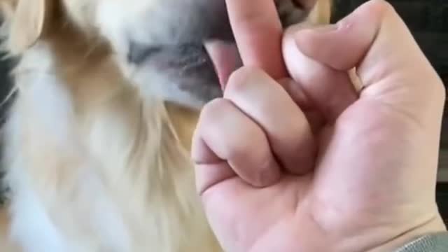The cutest dog ever 😍