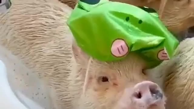 pig party in the bathtub