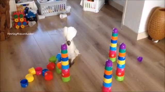 she loves destroying cups town