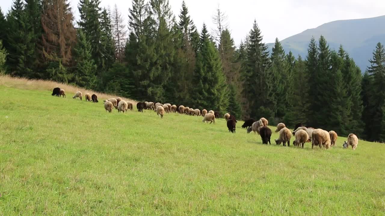 Flock of sheep on the grassland