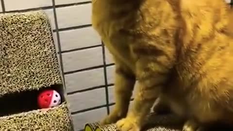 FUNNY ANIMALS VIDEOS #short