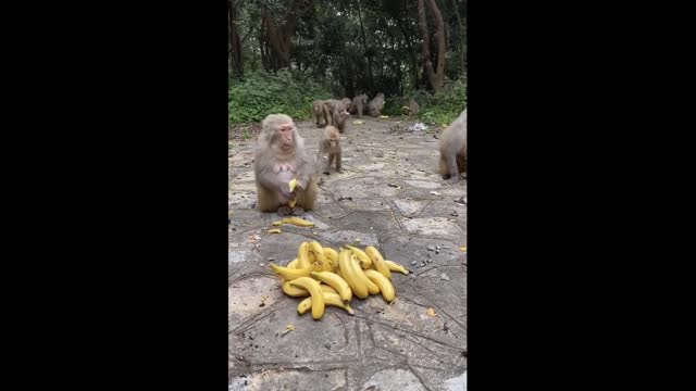 Cute monkeys when they get bananas