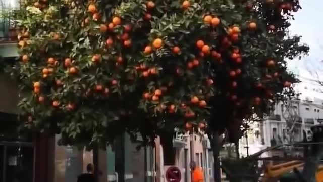 The ingenious solution of the Spanish authorities is a fruit picking machine.