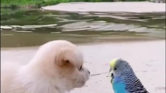 Puppy Really Likes a Bird