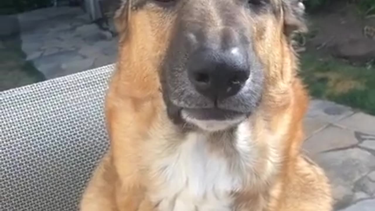 German Shepard gets angry