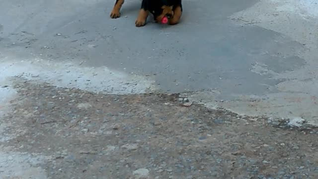 Hércules having fun