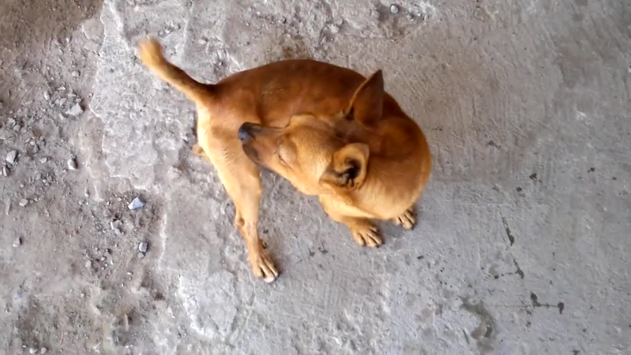 Cachorro bringando com o próprio rabo