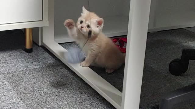 Baby cat angry with toy