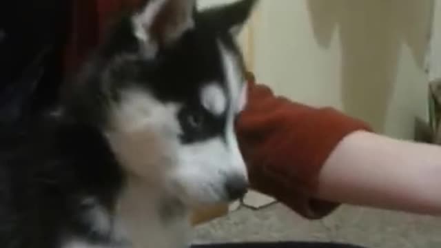 Siberian Husky puppy howling up a storm !