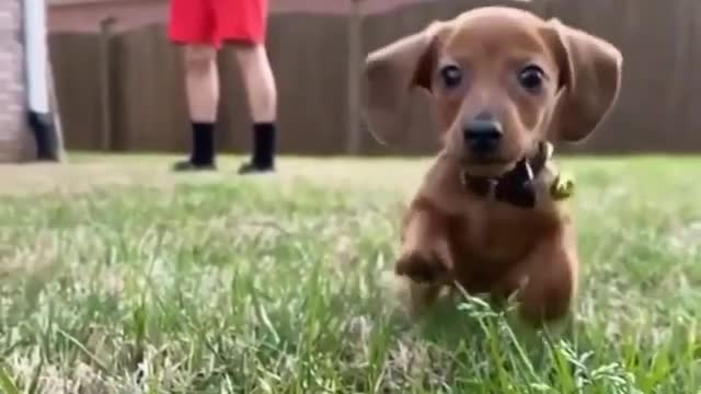 Cute Baby Dog Puppy Play With The Camera.