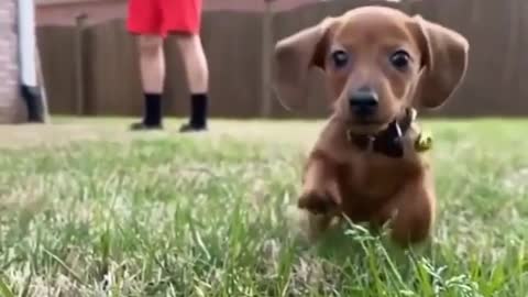 Cute Baby Dog Puppy Play With The Camera.