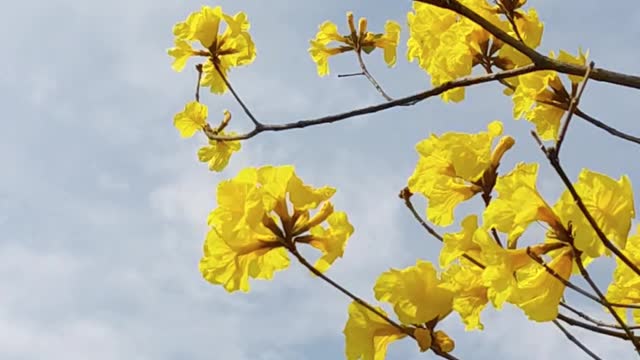 The most Beautiful Flower