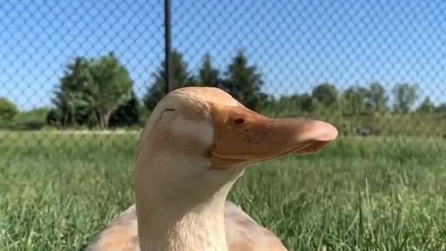 Heavy intelligent Duck try to participate in game