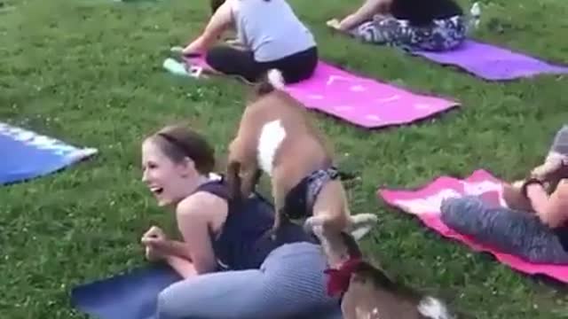 Funny animal Video