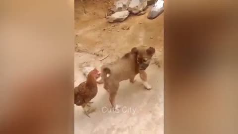 Funny animal
