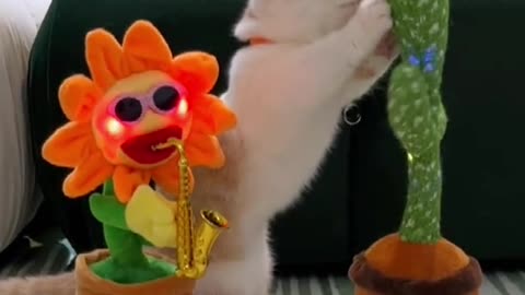Daily life of baby kitten 3