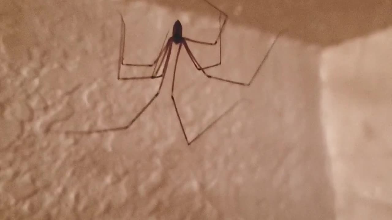 Wise spider song