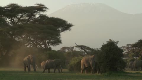 Large herds of African elephants migrate near Mt. Kilimanjaro in Amboceli National Park, Tanzania