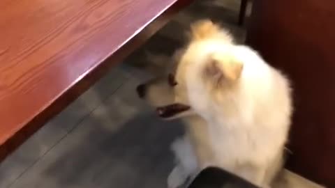 狗姐姐