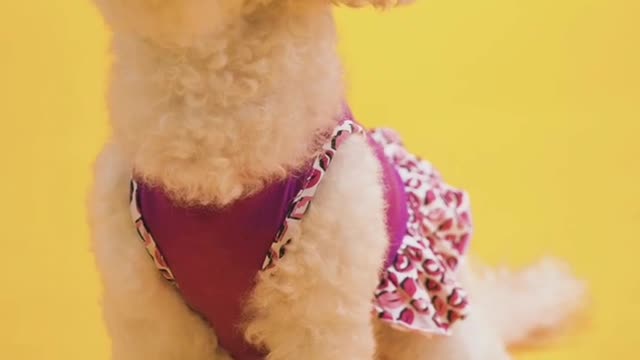 DogShameful Apologizes For Almost Biting Owner