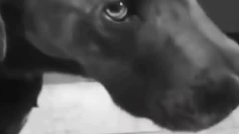 Funny Animal Clips 😂😂😂😂