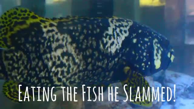 Monster Aquarium Fish - Giant Bumblebee Goliath Grouper 'Epinephelus lanceolatus'