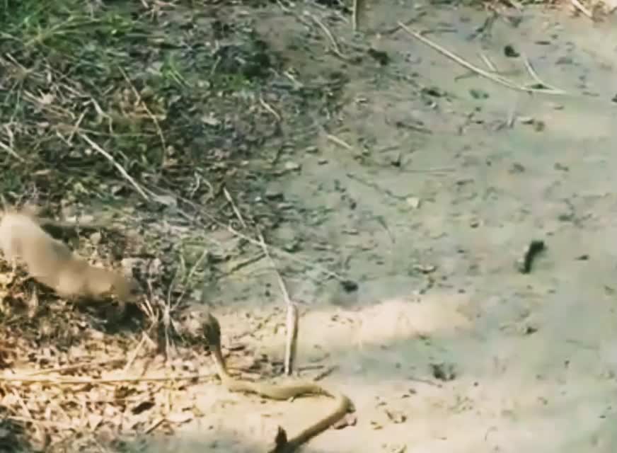 Snake vs Mongoose