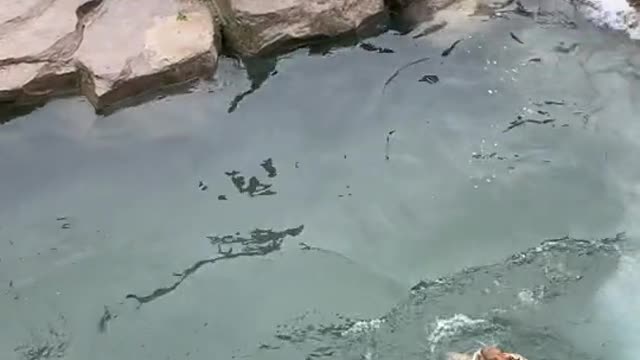 A group of tigers snatch food