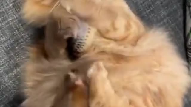 funny cat videos 2021_Cute and Funny Cat Videos to Keep You Smiling! 🐱