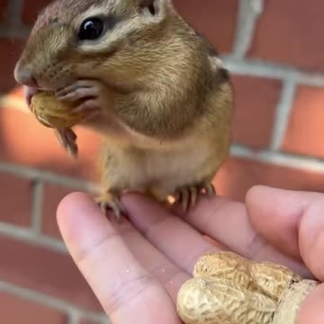 The cute chipmunk is eating peanuts #cutechallenge#money#reelschallenge#money#catlover