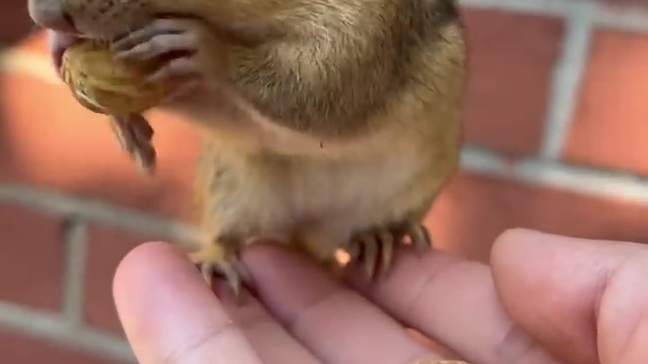 The cute chipmunk is eating peanuts #cutechallenge#money#reelschallenge#money#catlover