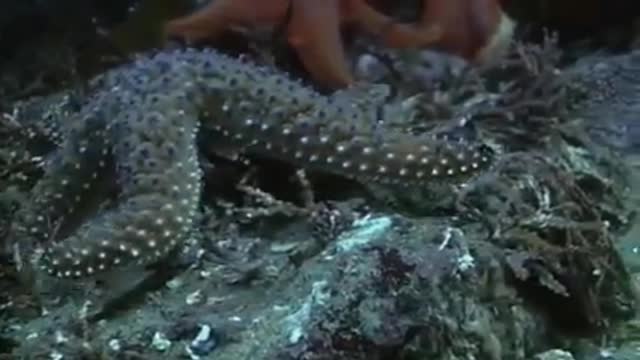 Echinoderms sea star time lapes eating dead fish