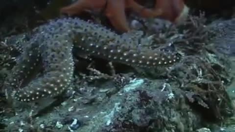 Echinoderms sea star time lapes eating dead fish
