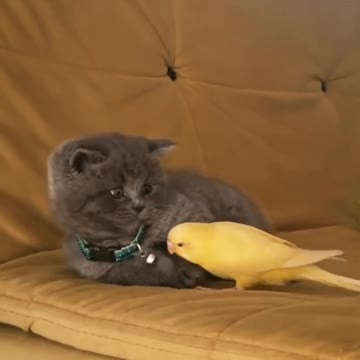 Cute Cat Make Friends with parrot , So lovely 😘😘😍