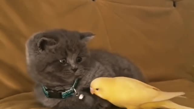 Cute Cat Make Friends with parrot , So lovely 😘😘😍