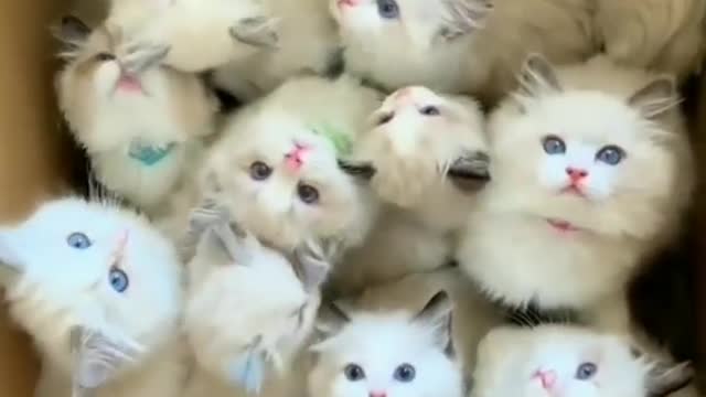 Cute cats in cotton box