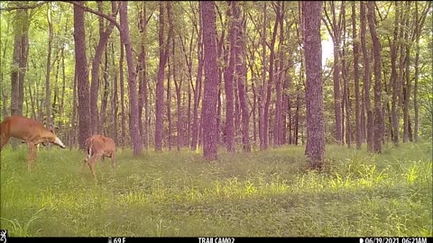 Bucks feeding middle June