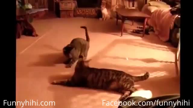 Best cat funny video