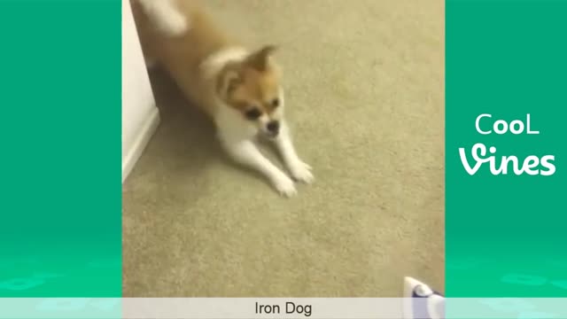 Dog and iron; Are dogs really afraid of irons?