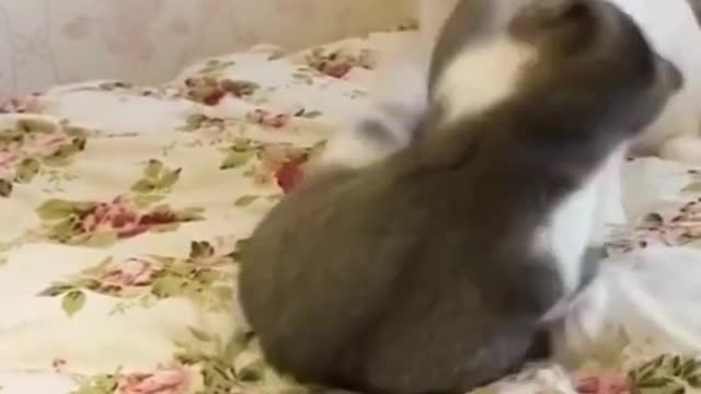 funny short cat videos