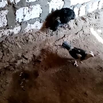 الحمام الحنون