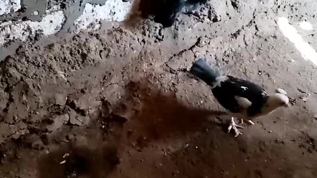 الحمام الحنون