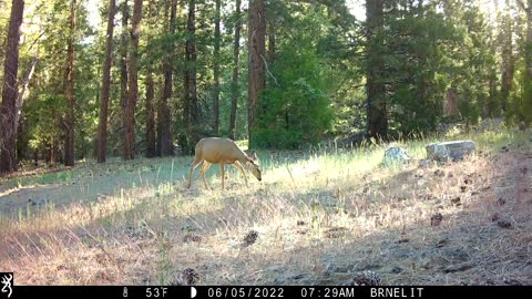 3 mule deer does feeding.in San Bernardino NF near Big Bear CA Tactacam trailcam.