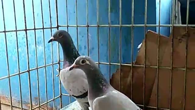 Pigeon