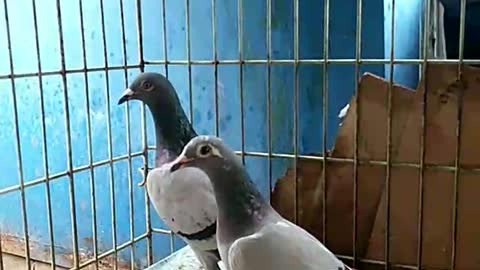 Pigeon